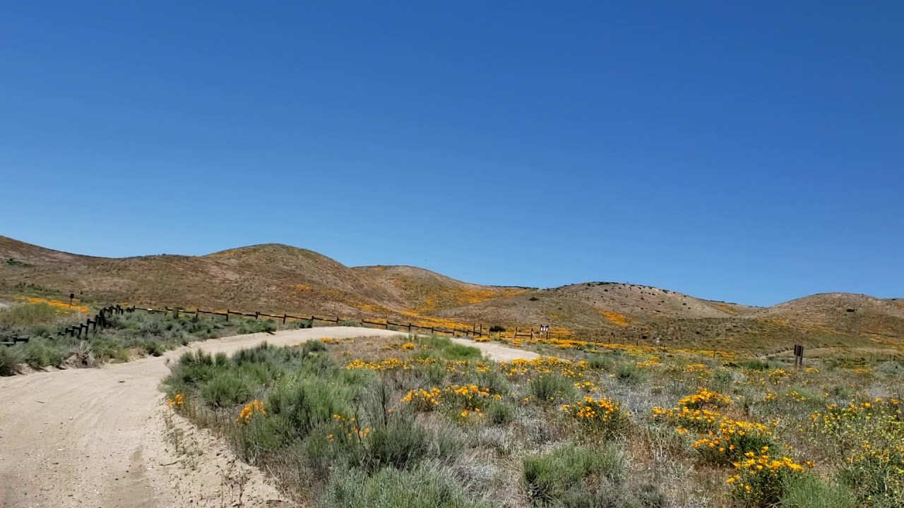 California Poppies YouTube