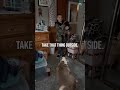 Boy Brings Home Pet Raccoon Shorts Funny Raccoon Boy Brings Home Pet Raccoon Shorts Funny Raccoon