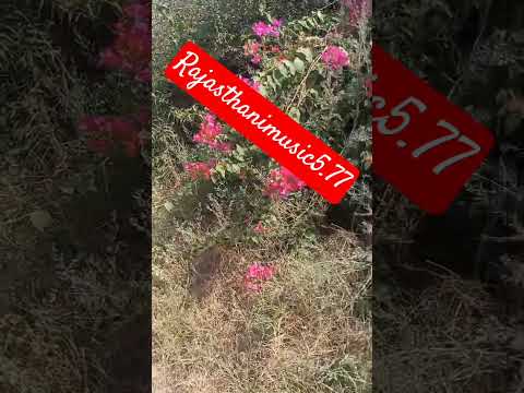 #song#beautiful#short#nature@rajasthanimusic5.77