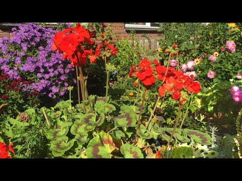 Video: Geraniumplant overwinteren - Hoe geraniums in de winter te houden