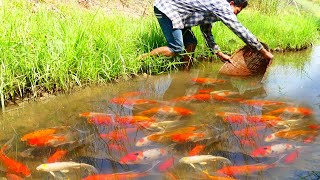 amazing!Catch Beautiful fish a lot at Canal, Red fish, Japan KOI Fish, Oranda Red Cap