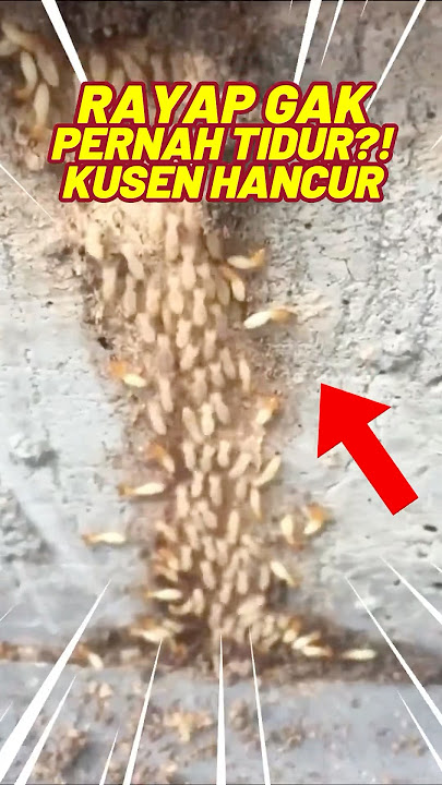 Shiroari – Solusi Tuntas Basmi Rayap Sampai ke Akar!