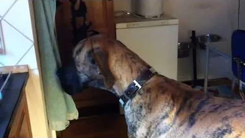 Great Dane is very ashamed