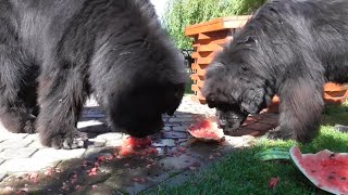Newfoundland dogs eating watermelon