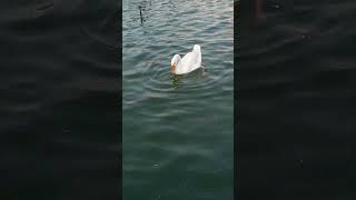 DUCK  Imgflip A beautiful view of swan enjoy swimming in water at Lake View Park #shorts #youtube