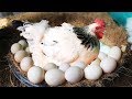 Hen Harvesting Eggs to Chicks Country Eggs to New "BORN" Murgi Birds Smallest Chicks (FishCutting)