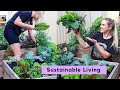 Urban Permaculture Garden Tour // June Update // Perth, Australia