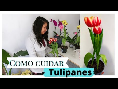 Video: ¿Los tulipanes pueden crecer en interiores?