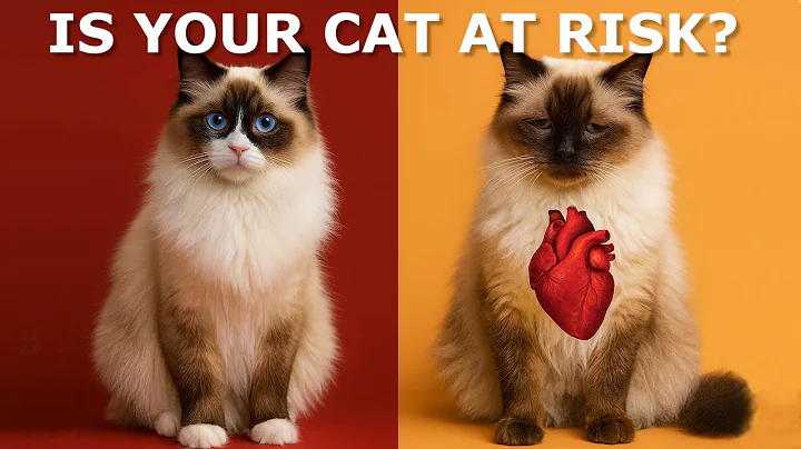 The Truth About Cat Heart Disease (HCM) – What Most Owners Don’t Know