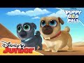 Search for the Pyramids 🧐 | Puppy Dog Pals | Official Disney Channel Africa