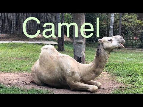 Video: Dromedary là lạc đà một bướu: mô tả động vật, môi trường sống