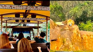 Kilimanjaro Safaris at Disney's Animal Kingdom 2023 4K Ride Experience Walt Disney World March 2023