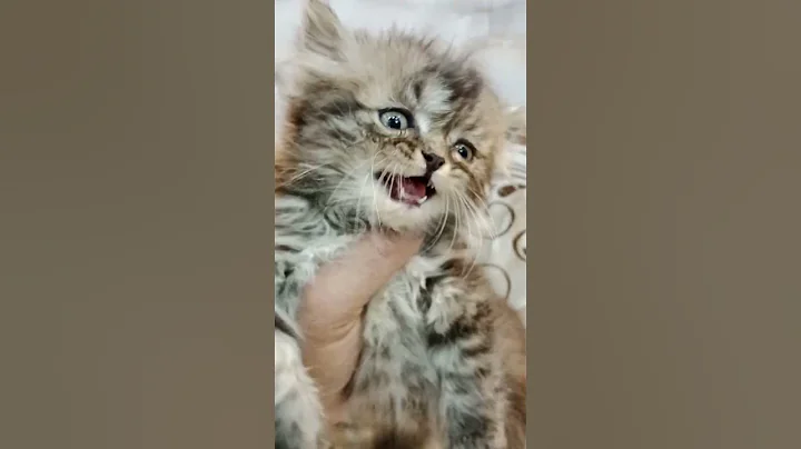 Video 2201761: tabby persian, persian cat, rare persian, persiancat