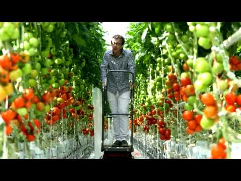 Vidéo: Comment Pincer Correctement Les Tomates Dans Une Serre Et En Pleine Terre (vidéo, Photo, Diagramme), Quelles Variétés Ne Nécessitent Pas D'épinglage