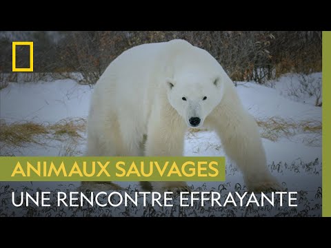 Que faire face à un ours polaire, plus redoutable prédateur de l'Arctique ?