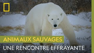 Que faire face à un ours polaire, plus redoutable prédateur de l'Arctique ?