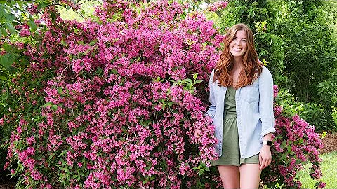 How big does weigela grow?