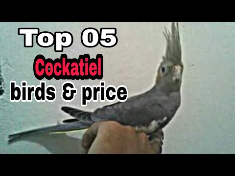 grey cockatiel price