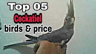 black cockatiel for sale