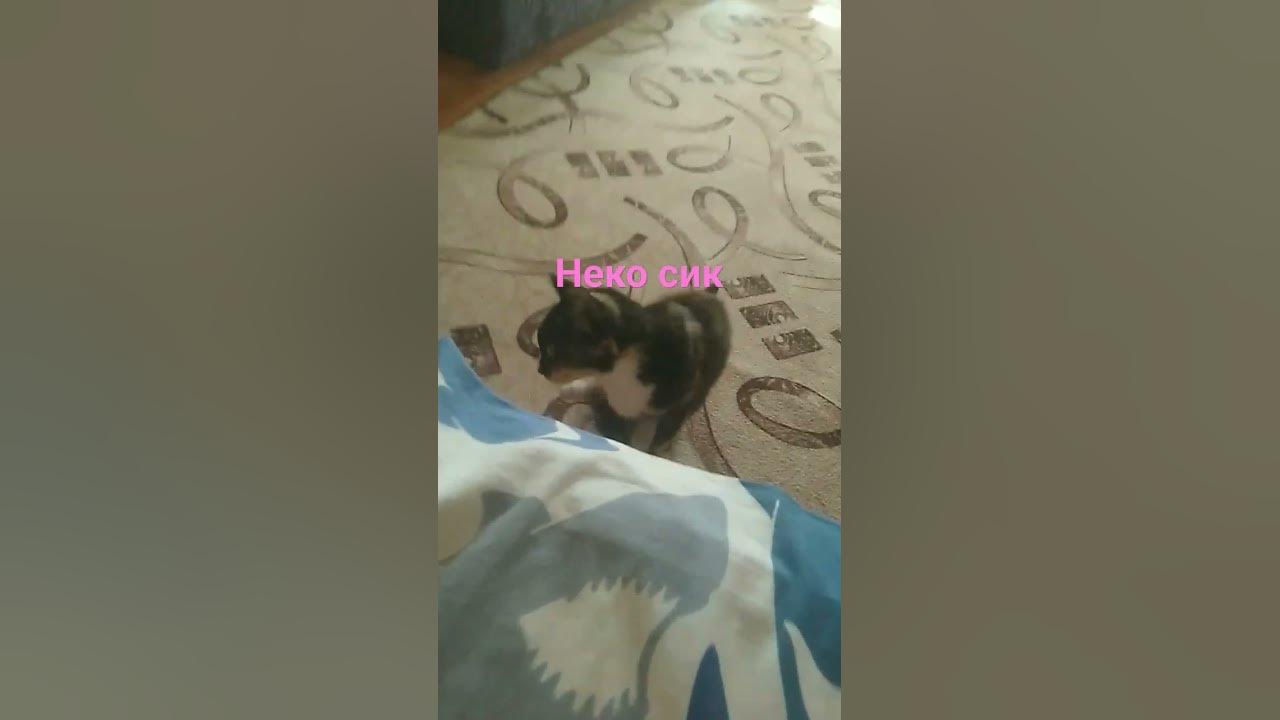 неко сик - YouTube