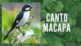 Bigodinho ,canto Macapá