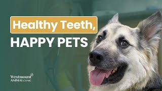 Why Your Pet’s Dental Health Matters More Than You Think | Calgary Vet Dentist