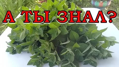 Как сохранить МЯТУ на зиму? Самые лучшие способы!