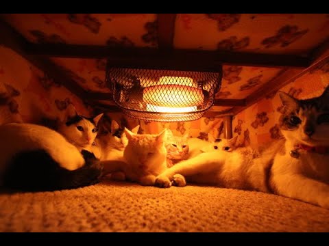 こたつねこLIVE配信　220219