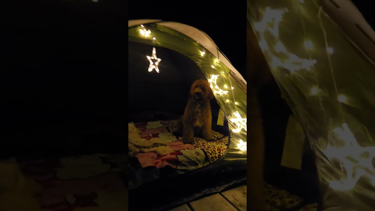 Do you like my cabin tonight? 