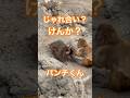 【パンチくん】けんか？じゃれ合い？ パンチくん #がんばれパンチ #市川市動植物園 #punch