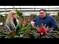 How to Care for Bromeliads | KSL Greenhouse