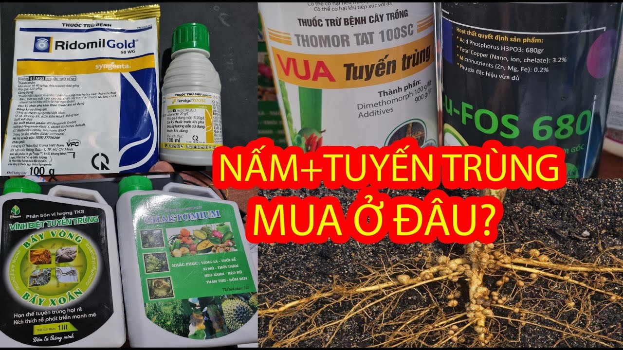 Tuyến Trùng rễ là gì? Mua TUYẾN TRÙNG RỄ và NẤM ở đâu? Tuyến trùng và NẤM nào NGON NHẤT?