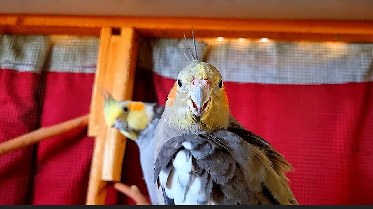 Cute Male & Female Normal Grey Cockatiels Making Happy Sounds 