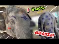 ช่างด่างกำลังฮิต❗️ราคาประเมินไม่ได้😂elephant