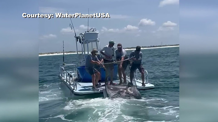 Video showing South Florida company’s capture of endangered manta ray sparking outrage