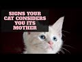 Signs Your Cat Considers You Its Mother