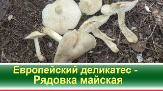 Европейский деликатес - Рядовка майская (лат. Calócybe gambósa)