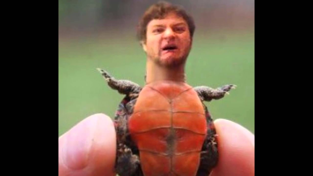 adam turtle epicness!!!! youtube maxresdefault adam turtle epicness!!!! youtube