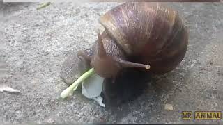 Snail feeding on a flower | time lapse |