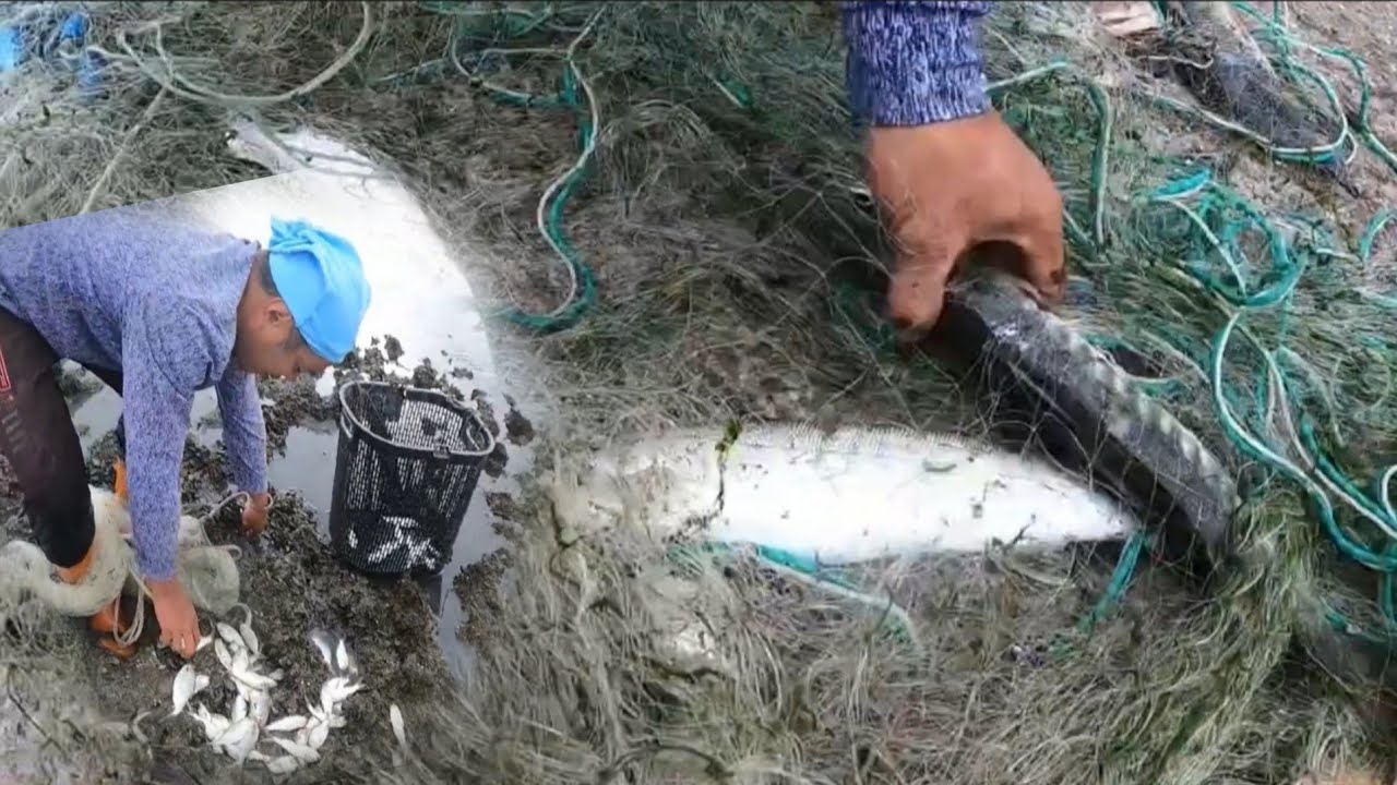 Dumagsa na malalaking isda