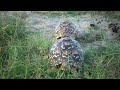 Leopard tortoises mating @ Splash Camp 😊 😊