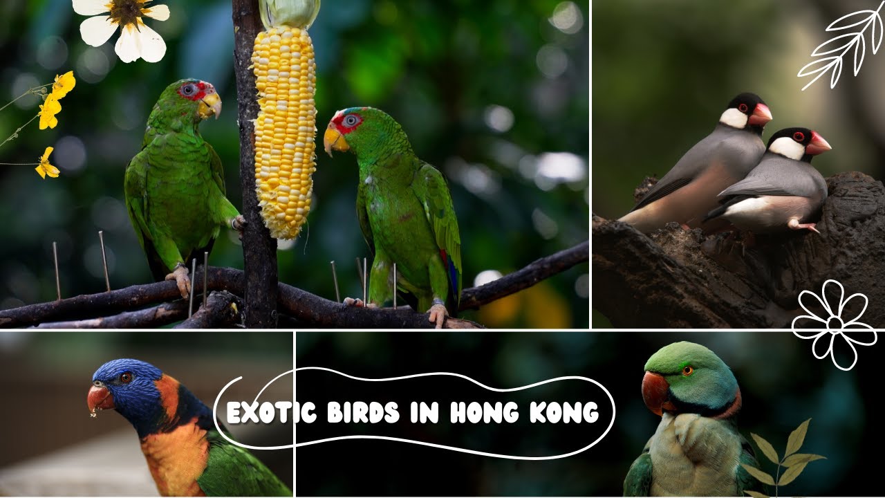 Photo inspiration: Gallery Detail: I Visited Hong Kong S Exotic Bird Sanctuary 4K