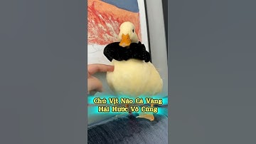 🦆 Không Ngờ Vịt Cũng Não Cá Vàng 🤣 #thúcưng #vậtnuôi #chómèohàihước #funny #pets #cat #cute