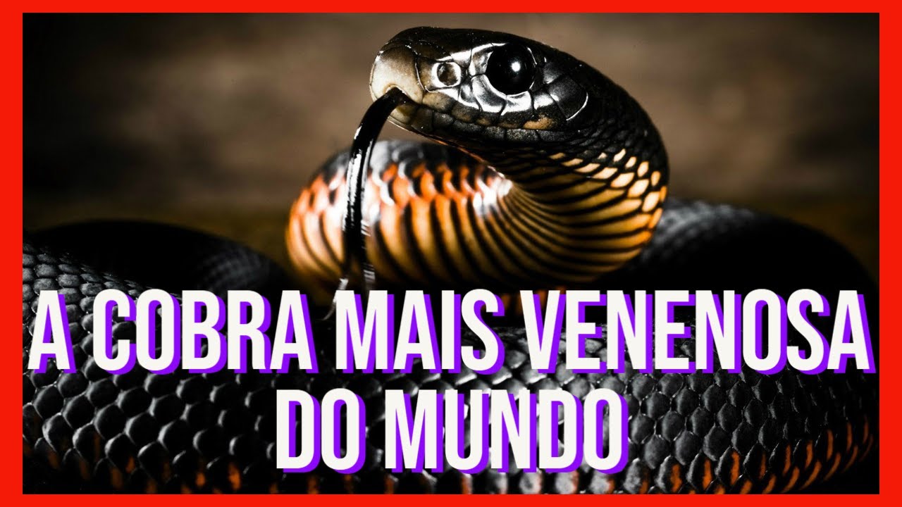 A COBRA MAIS VENENOSA DO MUNDO! em quanto tempo o seu veneno mata? Fatos e muito mais curiosidades.