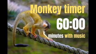 🐒 60-Minute Monkey Timer with Relaxing Music | Fun & Focus for All Ages Net Worth