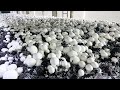 Mushroom Farming in Lebanon: Everything You Need to Know (Franje)