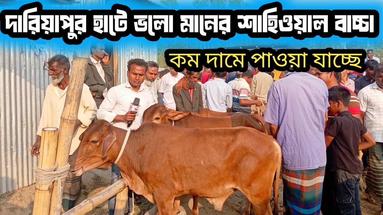 ২৭/২/২৬|গাইবান্ধা জেলার দারিয়াপুর হাটে শাহিওয়াল জাতের এবং দেশাল জাতের বাচ্চা কেমন দাম চাচ্ছে!