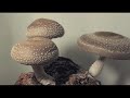 Mushroom cultivation | #mushroom | #passiveincome | #course