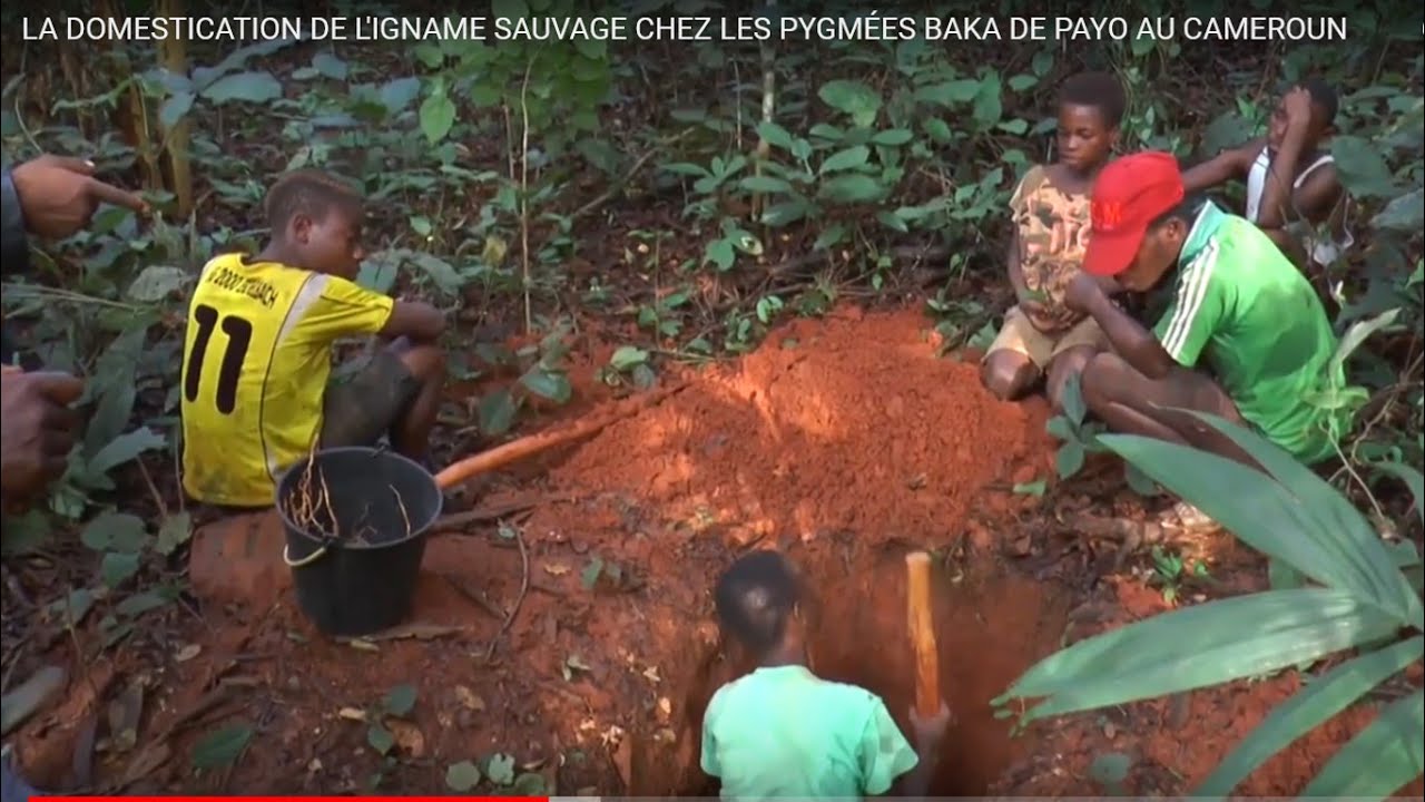 LA DOMESTICATION DE L'IGNAME SAUVAGE CHEZ LES PYGMÉES BAKA DE PAYO AU CAMEROUN