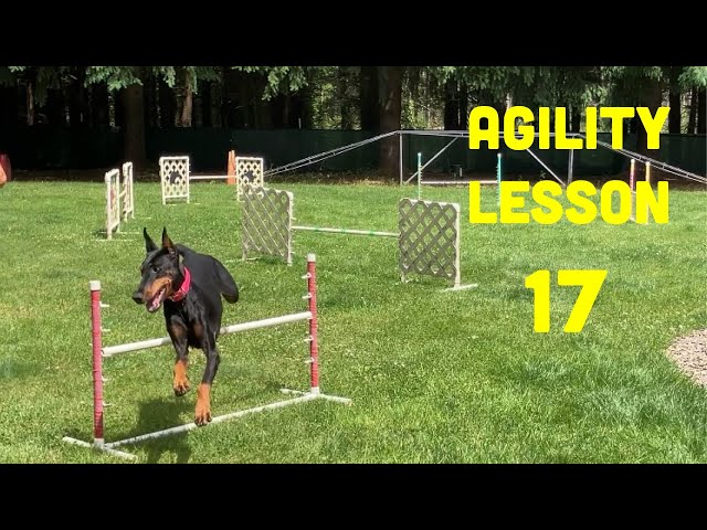 Dog Training Jumping: Master Tips for Success